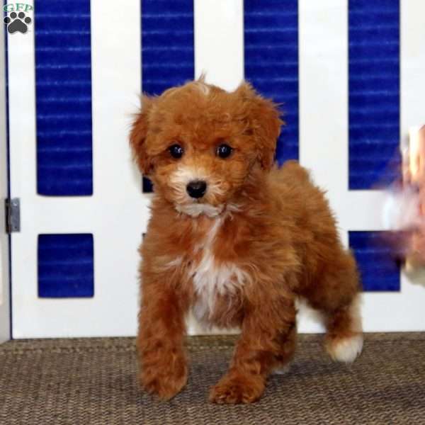 Carter, Toy Poodle Puppy