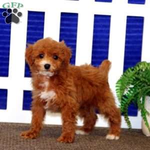 Carter, Toy Poodle Puppy