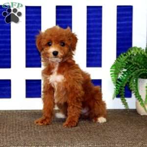 Carter, Toy Poodle Puppy