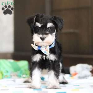 Carter, Miniature Schnauzer Puppy