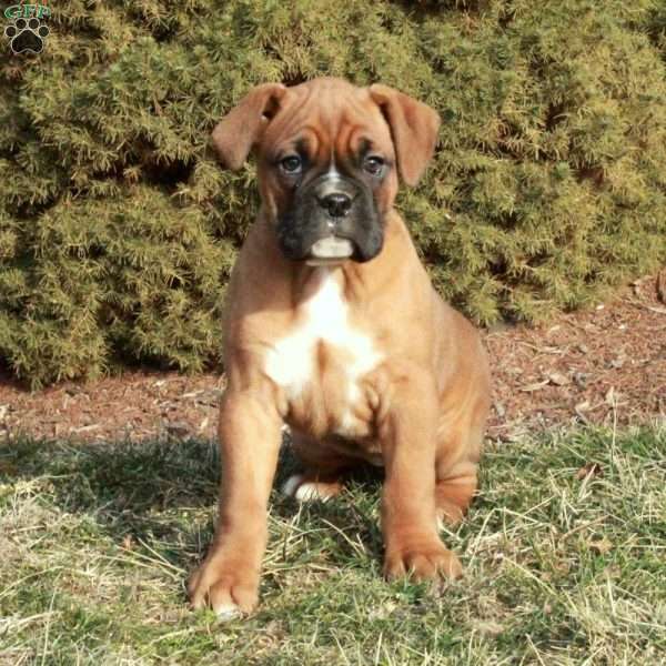 Cassie, Boxer Puppy