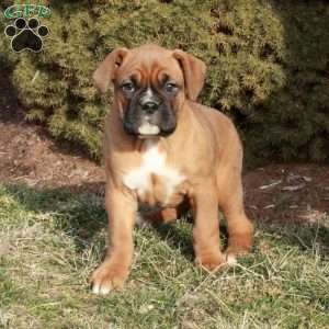 Cassie, Boxer Puppy