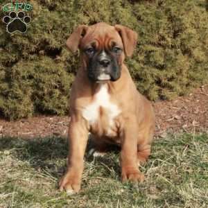 Cassie, Boxer Puppy