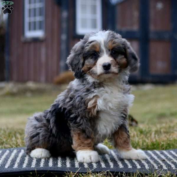 Cassie, Bernedoodle Puppy