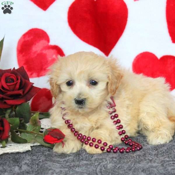 Cathy, Maltipoo Puppy