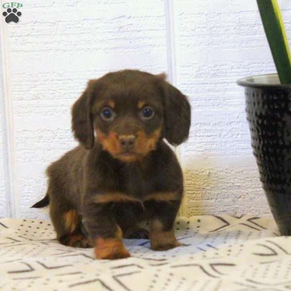 Cathy-Mini, Dachshund Puppy