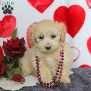 Cathy, Maltipoo Puppy