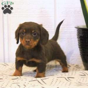 Cathy-Mini, Dachshund Puppy