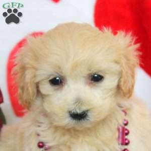 Cathy, Maltipoo Puppy