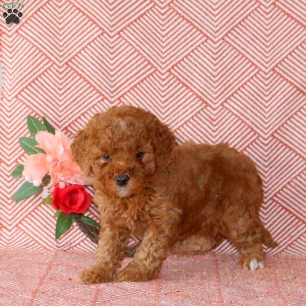 Cayla, Mini Goldendoodle Puppy