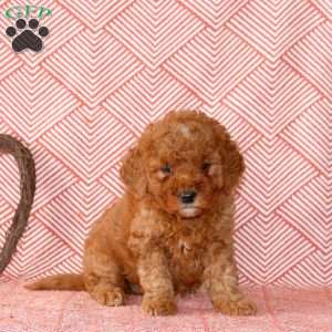 Cayla, Mini Goldendoodle Puppy