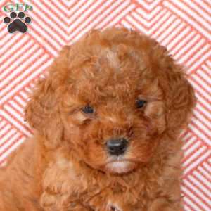 Cayla, Mini Goldendoodle Puppy