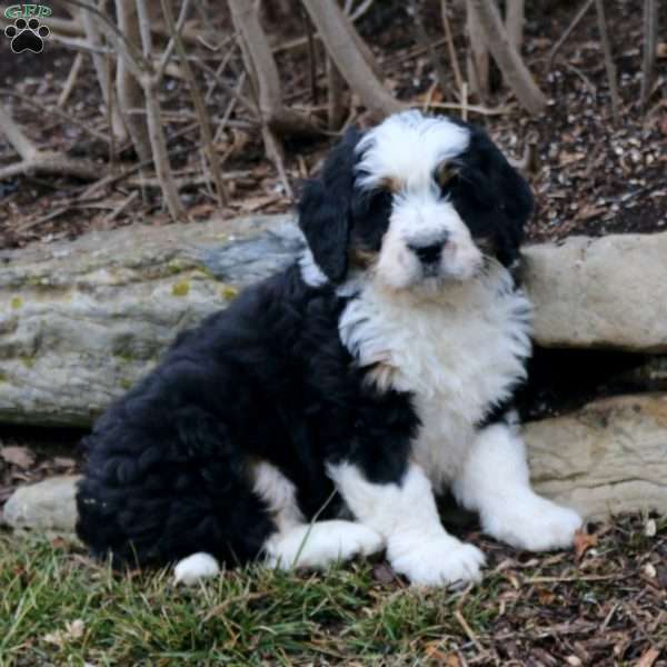 Cayson, Bernedoodle Puppy