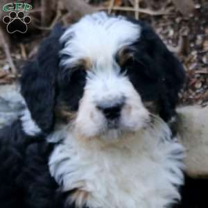 Cayson, Bernedoodle Puppy