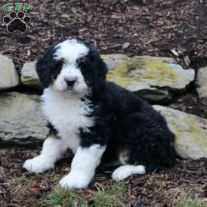 Cayson, Bernedoodle Puppy