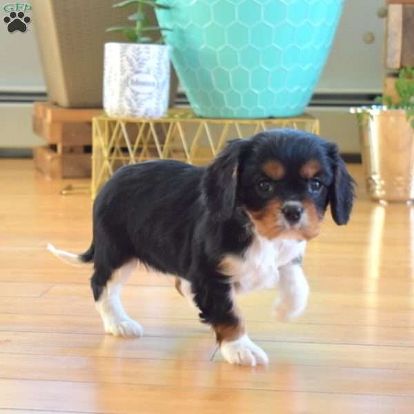 Cedar, Cavalier King Charles Spaniel Puppy