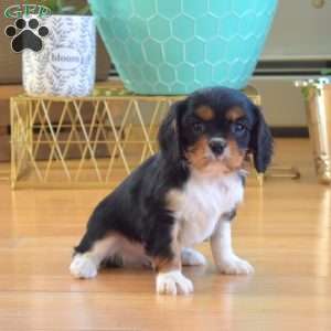 Cedar, Cavalier King Charles Spaniel Puppy