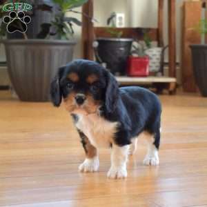 Cedar, Cavalier King Charles Spaniel Puppy