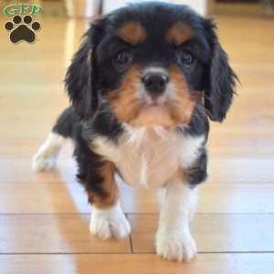 Cedar, Cavalier King Charles Spaniel Puppy