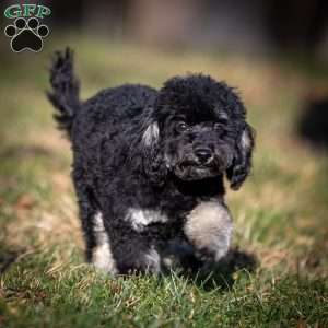 Chad, Toy Poodle Puppy