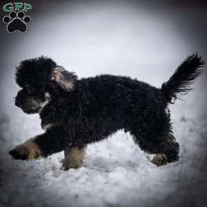 Chad, Toy Poodle Puppy