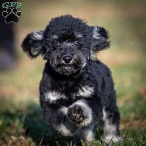 Chad, Toy Poodle Puppy