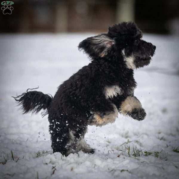 Chad, Toy Poodle Puppy