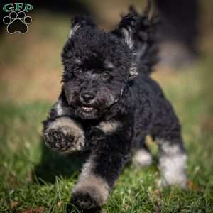 Chad, Toy Poodle Puppy