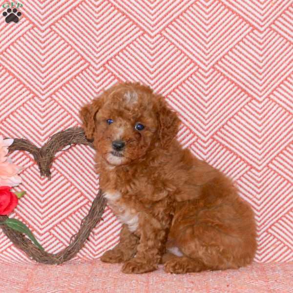 Chance, Mini Goldendoodle Puppy