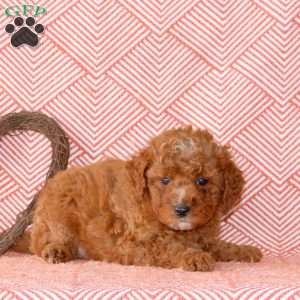 Chance, Mini Goldendoodle Puppy