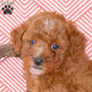 Chance, Mini Goldendoodle Puppy