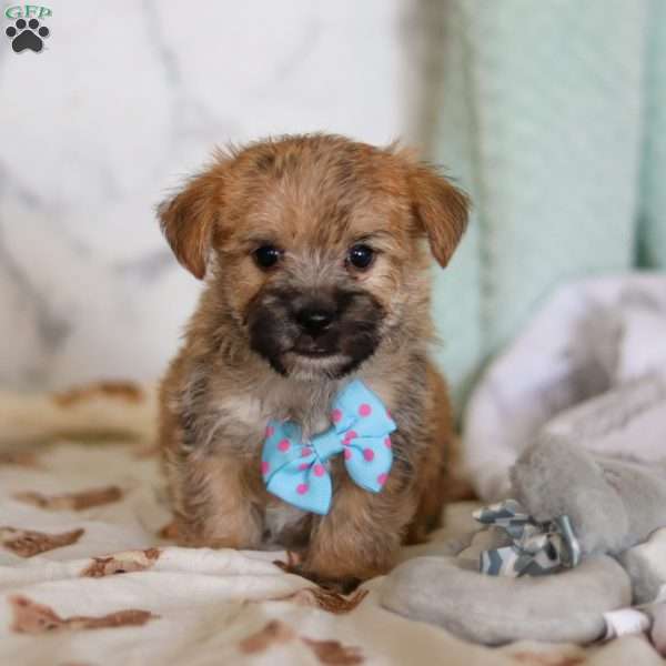 Chance, Morkie / Yorktese Puppy