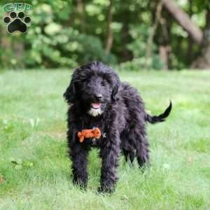 Charlie, Portuguese Water Dog Puppy