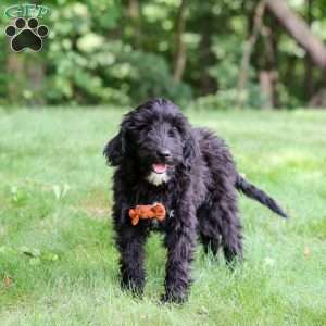 Charlie, Portuguese Water Dog Puppy