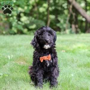 Charlie, Portuguese Water Dog Puppy