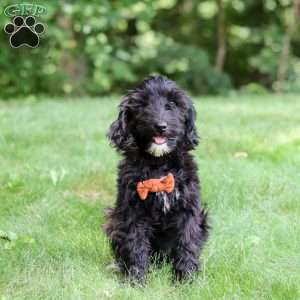 Charlie, Portuguese Water Dog Puppy