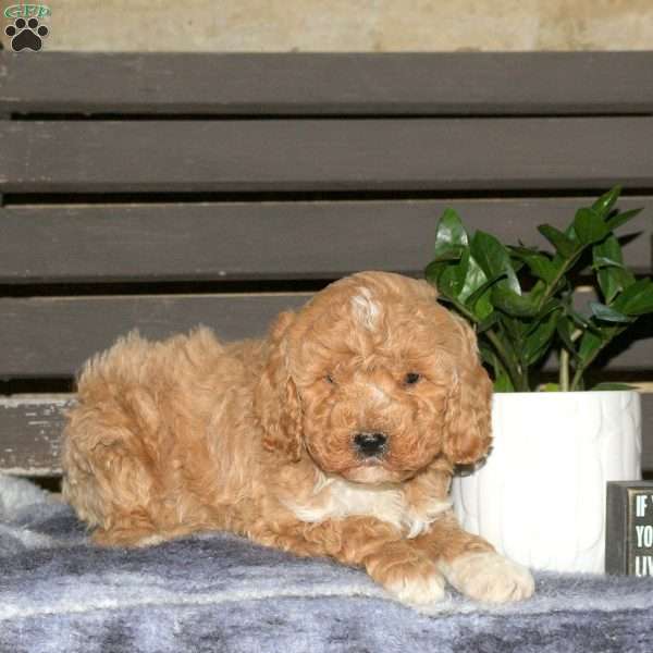 Charlie, Goldendoodle Puppy