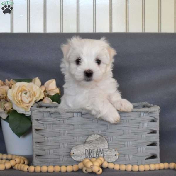 Charlie, Maltese Puppy