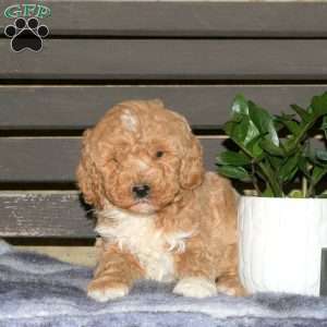 Charlie, Goldendoodle Puppy