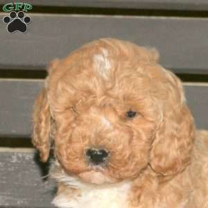 Charlie, Goldendoodle Puppy