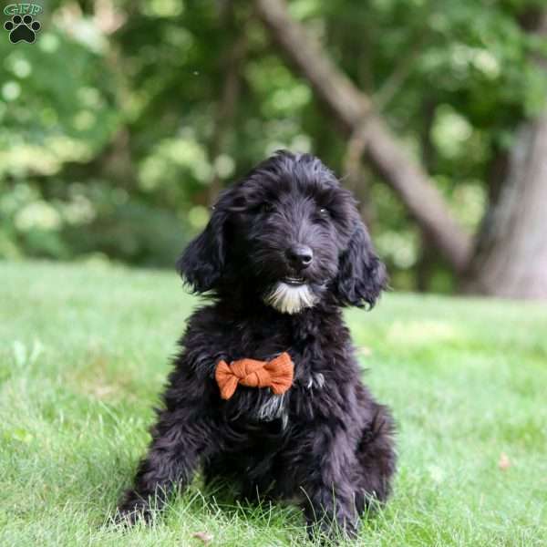 Charlie, Portuguese Water Dog Puppy