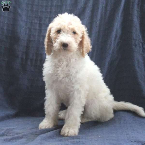 Charlotte, Labradoodle Puppy