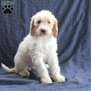 Charlotte, Labradoodle Puppy