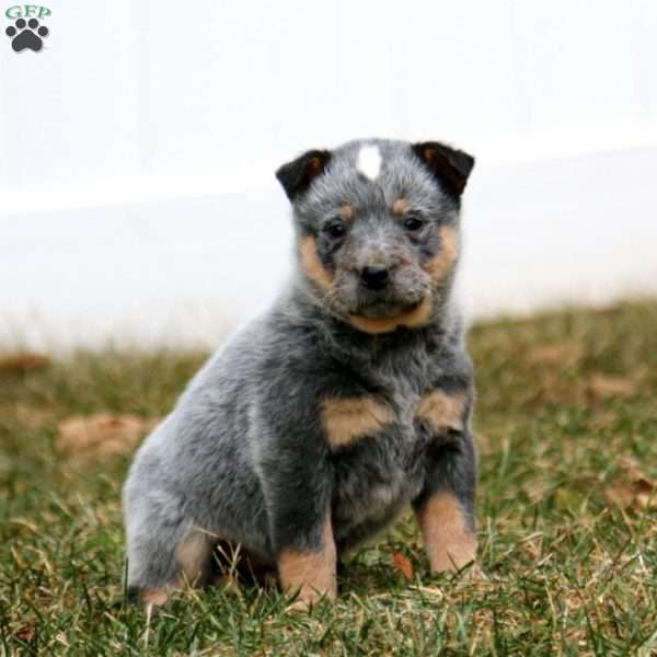 Charmer, Blue Heeler – Australian Cattle Dog Puppy