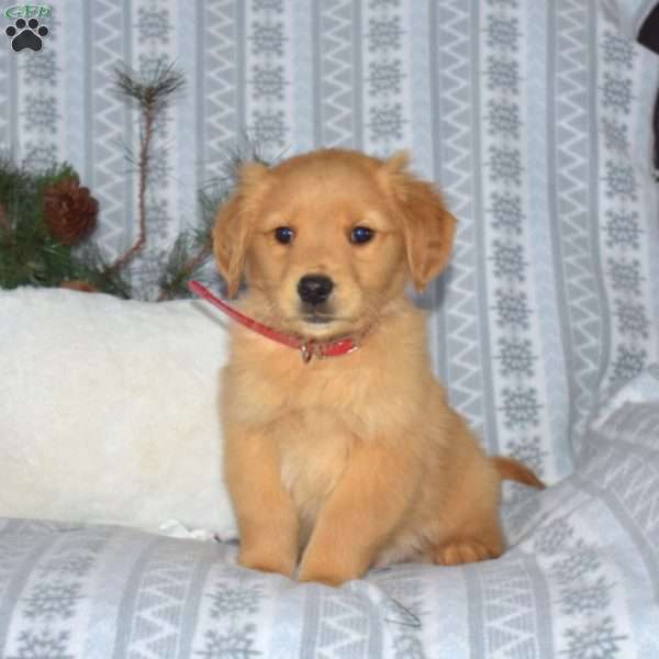 Chase, Golden Retriever Puppy