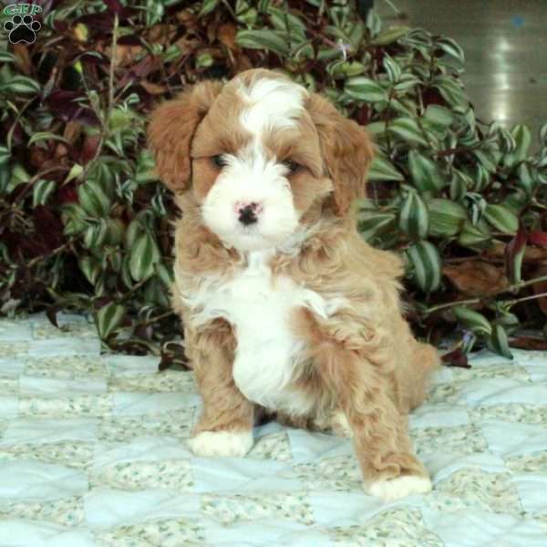 Cheddar, Cavapoo Puppy