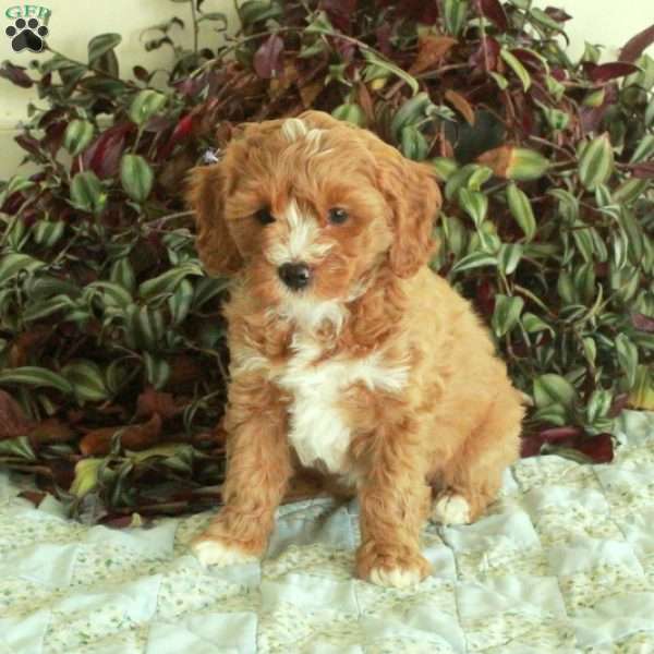 Chela, Cavapoo Puppy