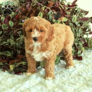 Chela, Cavapoo Puppy