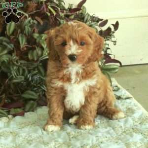 Chela, Cavapoo Puppy