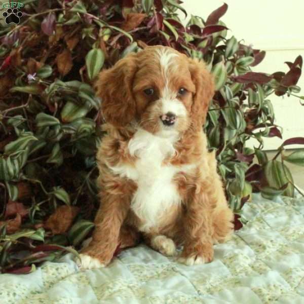 Chelsea, Cavapoo Puppy